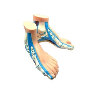 MAQUETA ANATOMICA PIES