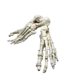 Modelos anatómicos y educación